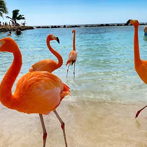 Yoyita Aruba (adults Only) Palm Beach